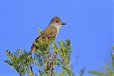 Brown-crested Flycatcherborder=